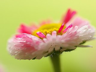 Обои природа, макро, цветок, лепестки, растение, маргаритка, nature, macro, flower, petals, plant, daisy разрешение 2048x1365 Загрузить