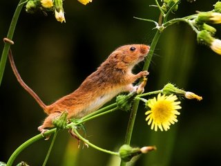Обои цветы, природа, мышь, хвост, мышка, мышь-малютка, flowers, nature, mouse, tail, the mouse is tiny разрешение 2880x1921 Загрузить