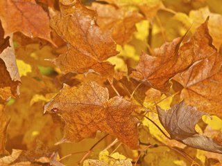 Обои листья, макро, насекомое, краски, осень, божья коровка, leaves, macro, insect, paint, autumn, ladybug разрешение 2048x1360 Загрузить