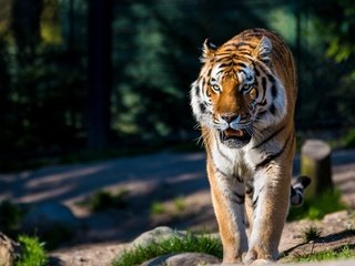 Обои тигр, хищник, большая кошка, дикая кошка, амурский, tiger, predator, big cat, wild cat, amur разрешение 2880x1920 Загрузить