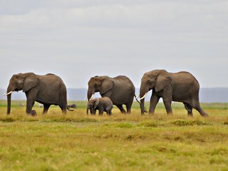 Обои трава, природа, пейзаж, слоны, семья слонов, миграция, grass, nature, landscape, elephants, elephant family, migration разрешение 2048x1153 Загрузить