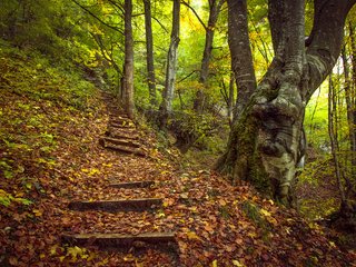 Обои деревья, лес, пейзаж, осень, холм, ступени, trees, forest, landscape, autumn, hill, stage разрешение 2000x1334 Загрузить