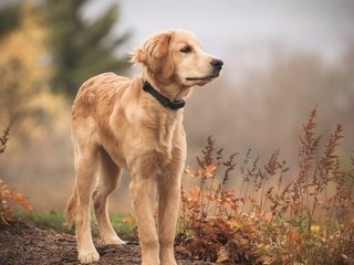 Обои взгляд, собака, друг, золотистый ретривер, голден ретривер, look, dog, each, golden retriever разрешение 1920x1189 Загрузить