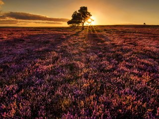 Обои дерево, закат, поле, tree, sunset, field разрешение 4924x2984 Загрузить