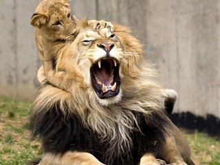 Обои игра, зубы, львы, семья, лев, грива, рот, львёнок, the game, teeth, lions, family, leo, mane, mouth, lion разрешение 1920x1200 Загрузить