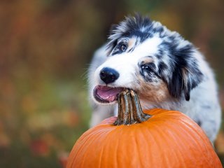 Обои собака, тыква, австралийская овчарка, аусси, dog, pumpkin, australian shepherd, aussie разрешение 2048x1365 Загрузить