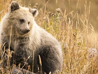 Обои морда, природа, фон, взгляд, медведь, сухая трава, face, nature, background, look, bear, dry grass разрешение 2046x1268 Загрузить