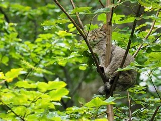 Обои дерево, кошка, сон, лесная, дикая кошка, спящая, tree, cat, sleep, forest, wild cat, sleeping разрешение 3600x2400 Загрузить