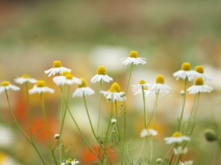 Обои цветы, лепестки, луг, ромашки, flowers, petals, meadow, chamomile разрешение 2048x1326 Загрузить