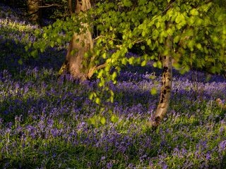 Обои цветы, деревья, ветки, колокольчики, flowers, trees, branches, bells разрешение 2659x1994 Загрузить