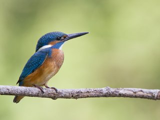 Обои ветка, птица, зимородок, branch, bird, kingfisher разрешение 1920x1280 Загрузить