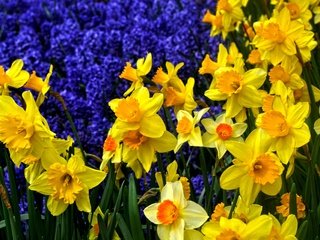 Обои цветы, нарциссы, флора, flowers, daffodils, flora разрешение 3618x2480 Загрузить