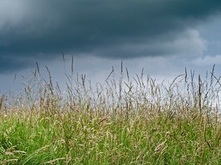 Обои трава, тучи, макро, лето, луг, grass, clouds, macro, summer, meadow разрешение 2560x1920 Загрузить