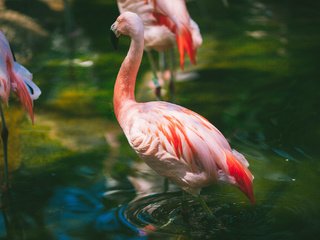 Обои вода, фламинго, птицы, клюв, розовый, перья, шея, розовый фламинго, water, flamingo, birds, beak, pink, feathers, neck, pink flamingos разрешение 2048x1365 Загрузить