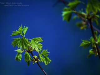 Обои ветка, природа, листья, макро, лето, зеленые, ralf bitzer, branch, nature, leaves, macro, summer, green разрешение 2048x1365 Загрузить