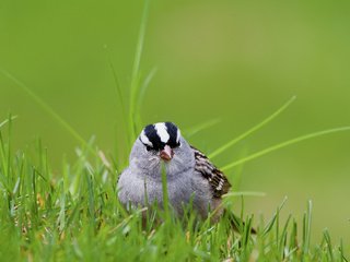 Обои трава, белый, птица, воробей, коронованный, grass, white, bird, sparrow, crowned разрешение 2048x1325 Загрузить