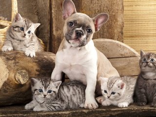Обои собака, котята, дружба, друзья, французский бульдог, dog, kittens, friendship, friends, french bulldog разрешение 5160x3227 Загрузить