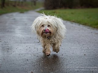 Обои собака, язык, бег, гаванский бишон, бишон, ralf bitzer, dog, language, running, the havanese, bichon разрешение 2048x1365 Загрузить