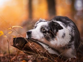 Обои морда, дерево, осень, собака, коряга, бордер-колли, face, tree, autumn, dog, snag, the border collie разрешение 2048x1234 Загрузить