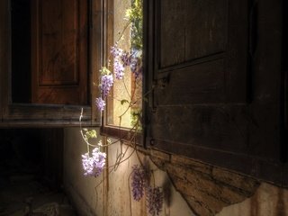 Обои цветы, окно, ставни, flowers, window, shutters разрешение 1920x1200 Загрузить