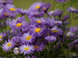 Обои цветы, сиреневые, астры, flowers, lilac, asters разрешение 2400x1595 Загрузить