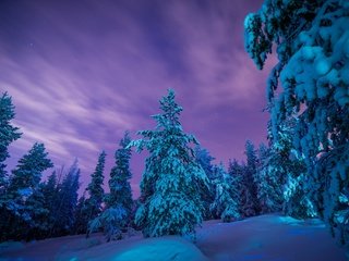 Обои деревья, снег, лес, зима, сугробы, финляндия, лапландия, trees, snow, forest, winter, the snow, finland, lapland разрешение 2048x1367 Загрузить