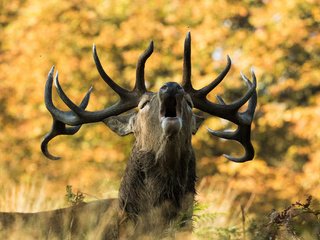 Обои природа, олень, осень, рога, сигнал, nature, deer, autumn, horns, signal разрешение 2048x1366 Загрузить