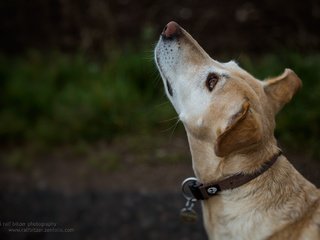 Обои собака, ошейник, ralf bitzer, dog, collar разрешение 2048x1365 Загрузить