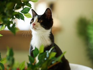 Обои зелень, листья, кот, растение, greens, leaves, cat, plant разрешение 1920x1200 Загрузить