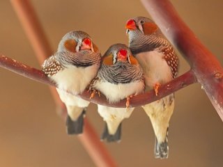 Обои ветка, птицы, клюв, трио, зебровая амадина, амадины, zebra finch, branch, birds, beak, trio, the finch, finches разрешение 1920x1343 Загрузить