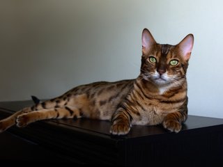 Обои кошка, лежит, комод, пятнистая, бенгальская кошка, cat, lies, chest, spotted, bengal cat разрешение 4184x2790 Загрузить