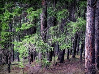 Обои деревья, природа, лес, пейзаж, тайга, trees, nature, forest, landscape, taiga разрешение 2614x1785 Загрузить