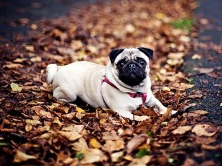 Обои осень, собака, мопс, осенние листья, autumn, dog, pug, autumn leaves разрешение 1920x1200 Загрузить