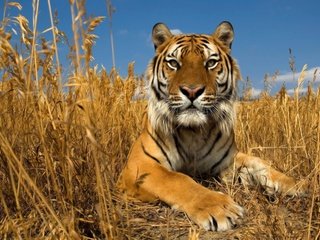 Обои тигр, небо, трава, природа, кошка, осень, степь, амурский тигр, tiger, the sky, grass, nature, cat, autumn, the steppe, the amur tiger разрешение 2560x1440 Загрузить