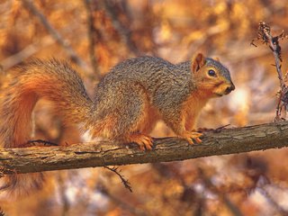 Обои природа, дерево, осень, животное, белка, nature, tree, autumn, animal, protein разрешение 2048x1365 Загрузить