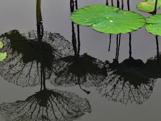 Обои вода, листья, отражение, шанхай, китай, лотос, листья лотоса, water, leaves, reflection, shanghai, china, lotus, lotus leaf разрешение 1920x1200 Загрузить