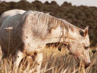 Обои лошадь, природа, лето, конь, horse, nature, summer разрешение 2047x1211 Загрузить