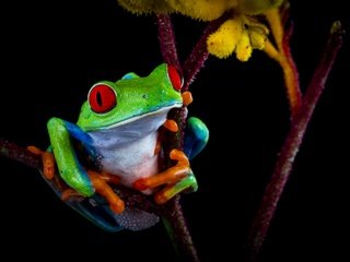 Обои цвет, лягушка, темный фон, контраст, color, frog, the dark background, contrast разрешение 2550x1720 Загрузить