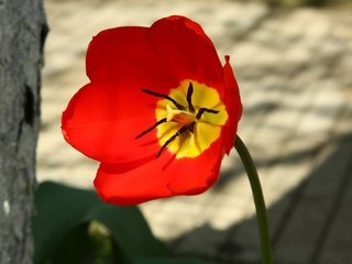 Обои цветок, лепестки, красный, тычинки, тюльпан, пестики, алый, flower, petals, red, stamens, tulip, pistils, al разрешение 1920x1080 Загрузить