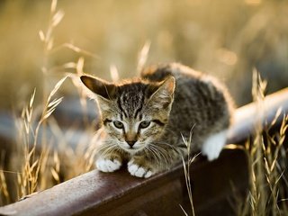 Обои трава, рельсы, фон, кот, кошка, взгляд, котенок, колоски, grass, rails, background, cat, look, kitty, spikelets разрешение 1968x1200 Загрузить