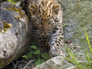 Обои трава, камни, кошка, котенок, леопард, детеныш, амурский, ©tambako the jaguar, grass, stones, cat, kitty, leopard, cub, amur разрешение 2880x2304 Загрузить