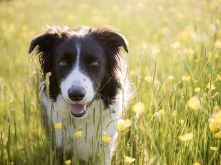 Обои цветы, лето, собака, луг, бордер-колли, flowers, summer, dog, meadow, the border collie разрешение 2048x1367 Загрузить