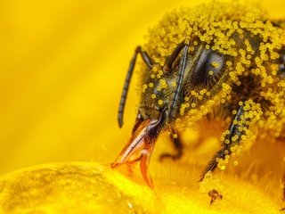 Обои макро, насекомое, пчелы, пчела, пыльца, hymenoptera, macro, insect, bees, bee, pollen разрешение 3888x2592 Загрузить