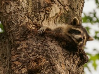 Обои природа, дерево, животное, енот, nature, tree, animal, raccoon разрешение 2048x1280 Загрузить