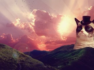 Обои восход, пейзаж, сердитый котик, грустный кот, sunrise, landscape, grumpy cat, sad cat разрешение 1920x1080 Загрузить