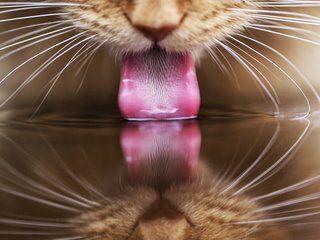 Обои вода, отражение, кот, кошка, рыжий, язык, пьет, water, reflection, cat, red, language, drinking разрешение 1920x1200 Загрузить