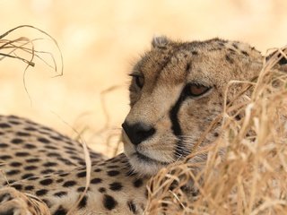 Обои хищник, гепард, дикая кошка, predator, cheetah, wild cat разрешение 2200x1313 Загрузить