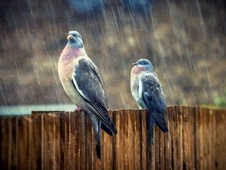 Обои птицы, дождь, голуби, birds, rain, pigeons разрешение 2048x1365 Загрузить