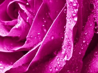 Обои цветы, макро, цветок, капли, роза, сиреневый, flowers, macro, flower, drops, rose, lilac разрешение 2880x1915 Загрузить