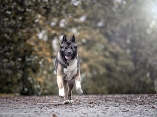 Обои собака, язык, бег, dog, language, running разрешение 2048x1365 Загрузить